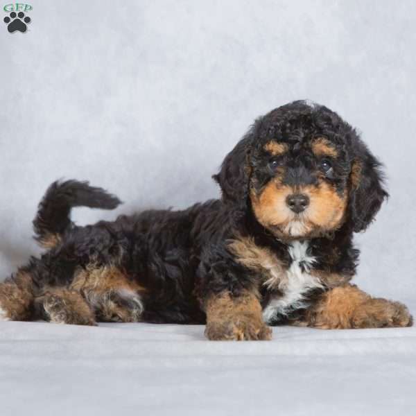 Shadow, Miniature Poodle Puppy